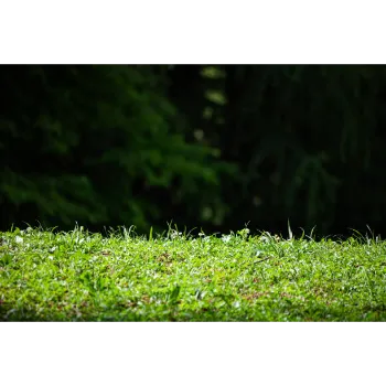 Natural Grass